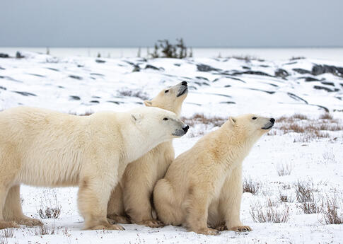 ALSH Maule : ours polaires