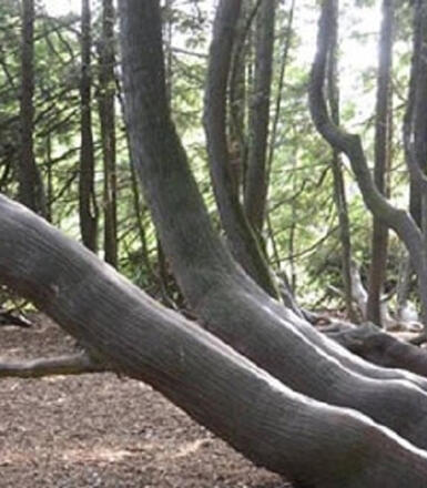 Arbres remarquables