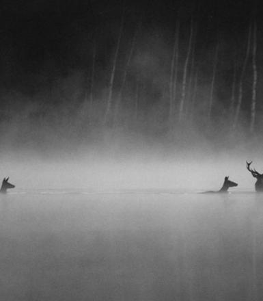 Le Chant des forêts