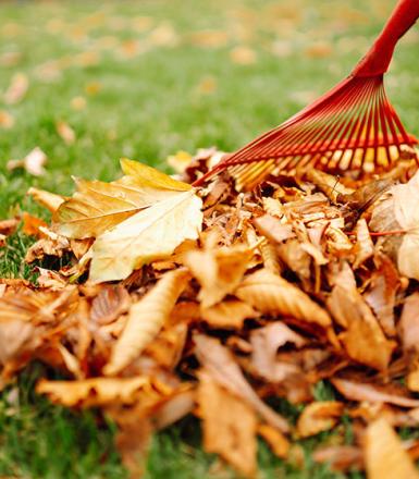 Déchets végétaux - Vignette