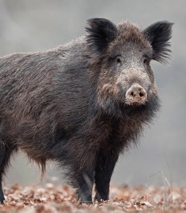 Sanglier
