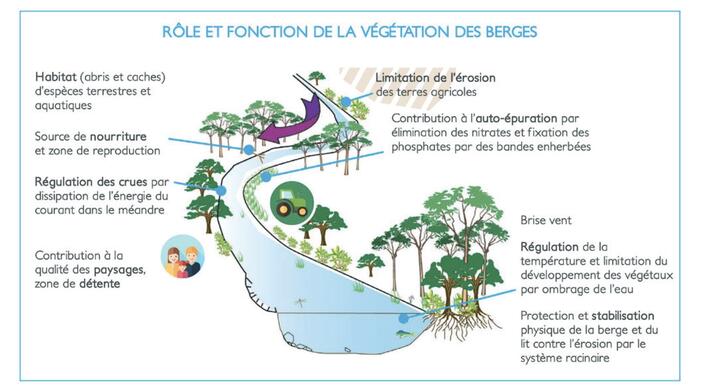 Rôle de la végétation des berges