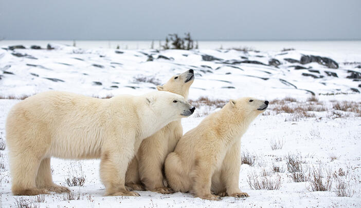 ALSH Maule : ours polaires