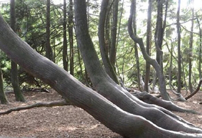 Arbres remarquables