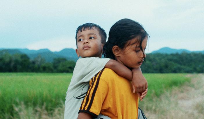 Les fleurs du manguier