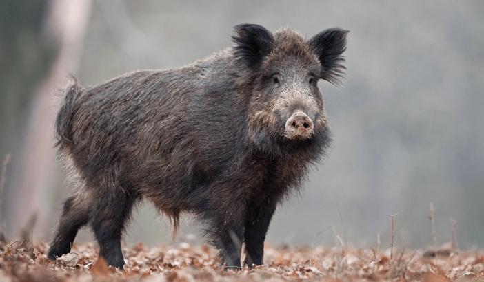 Sanglier