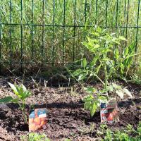 Plantations ALSH Feucherolles