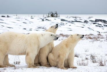 ALSH Maule : ours polaires