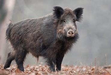 Sanglier